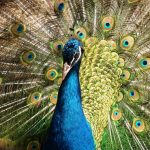 peacock-krittika-Mistakes-message-overcome-setbacks