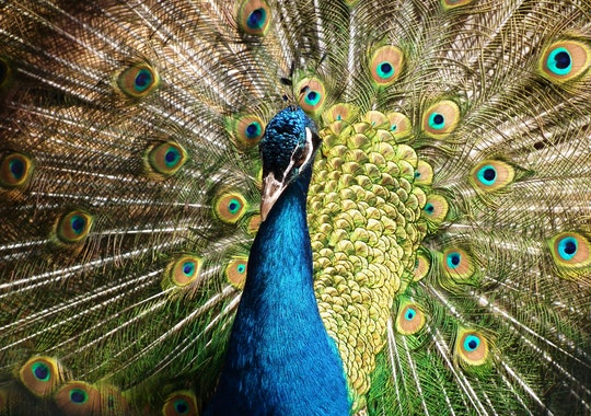 peacock-krittika-Mistakes-message-overcome-setbacks