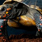 What we lose when animals go extinct in the psyche