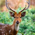 Gemini new moon deer head