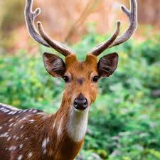 Gemini new moon deer head